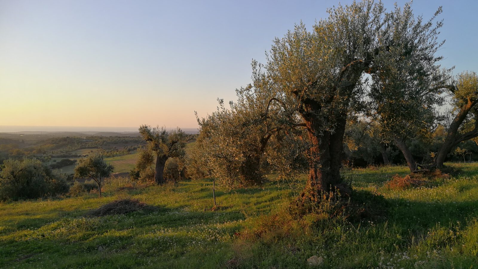 IONDESIGN NEWS il circolo olive tree
