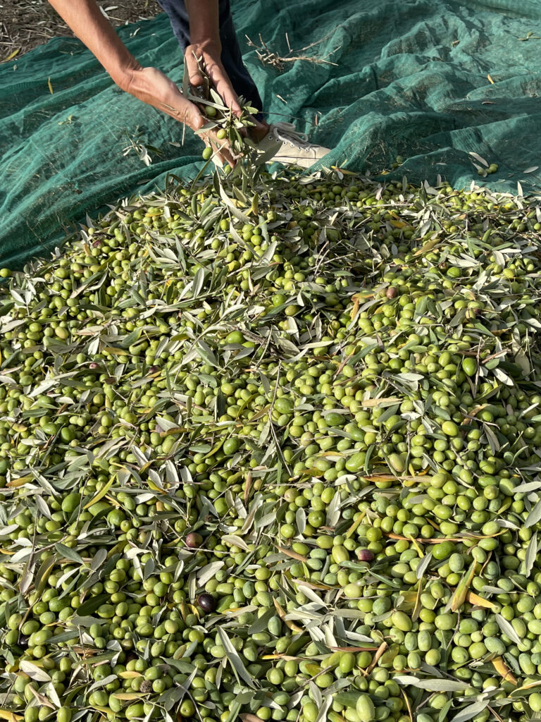 IONDESIGN NEWS il circolo olive harvest olives in net
