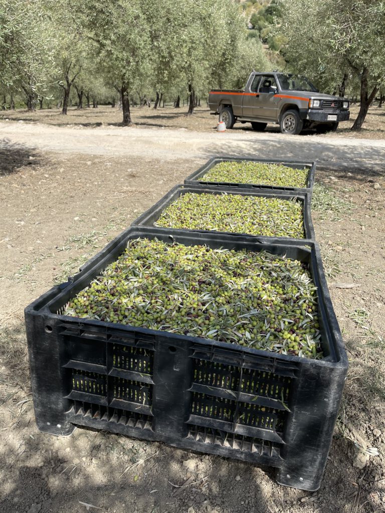 IONDESIGN NEWS il circolo  olive harvest boxes