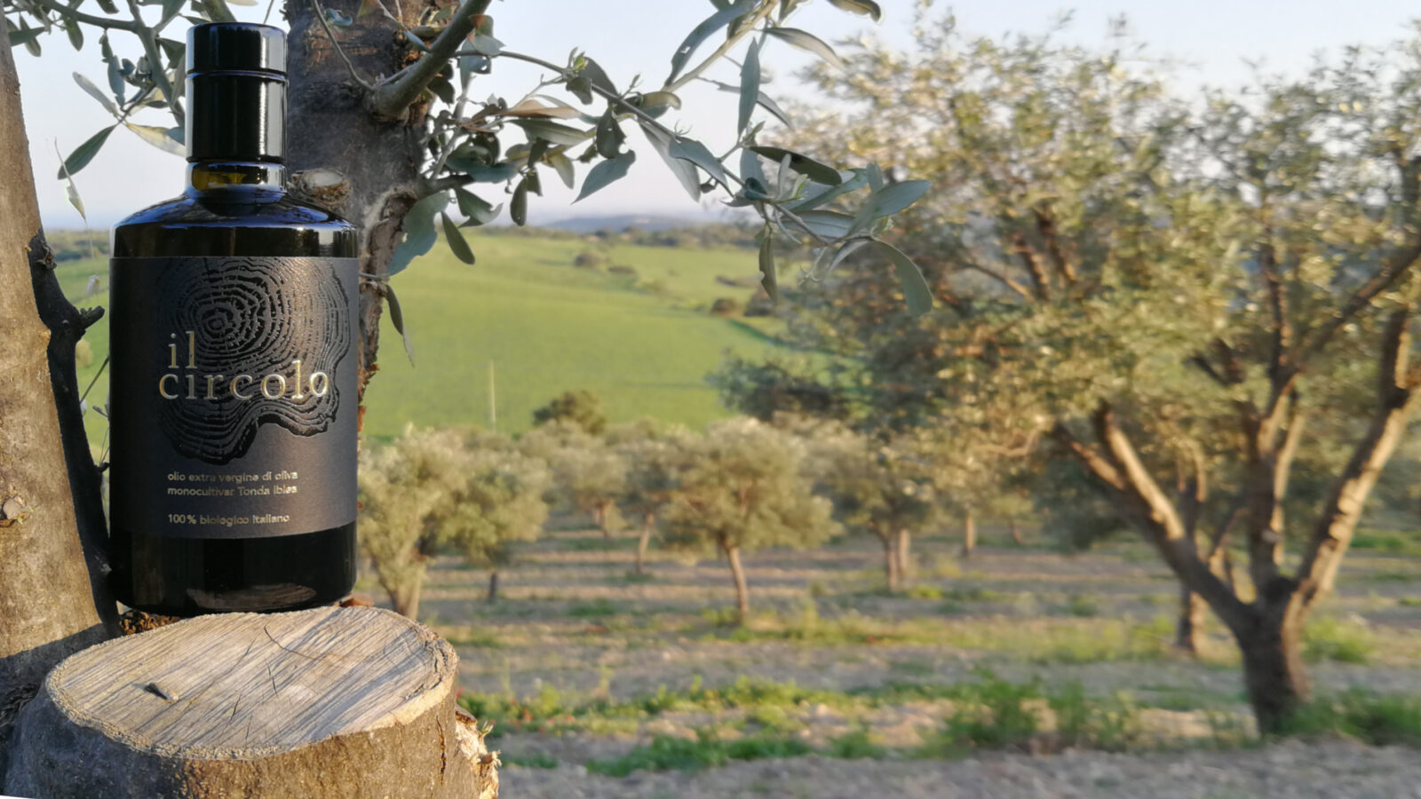IONDESIGN Packaging il circolo oliveoilbottle in olive tree quer